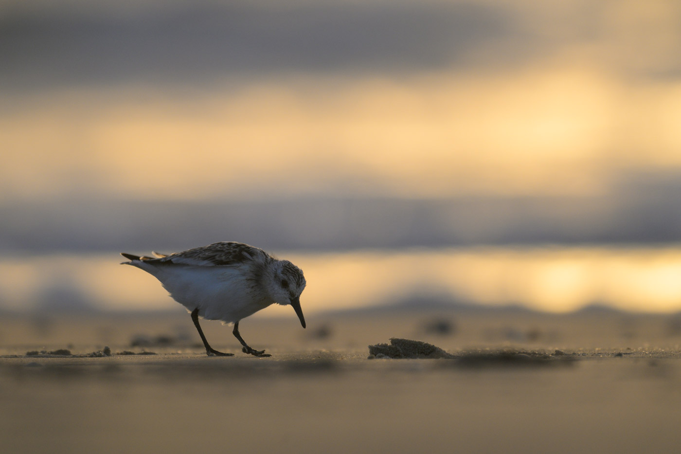 Sanderling im Gegenlicht