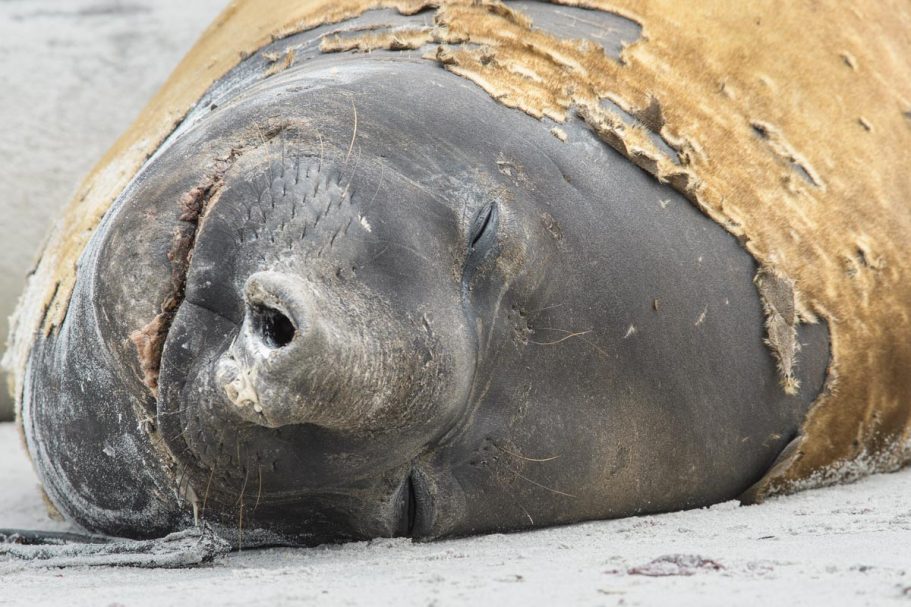 südlicher Seeelefant beim Fellwechsel