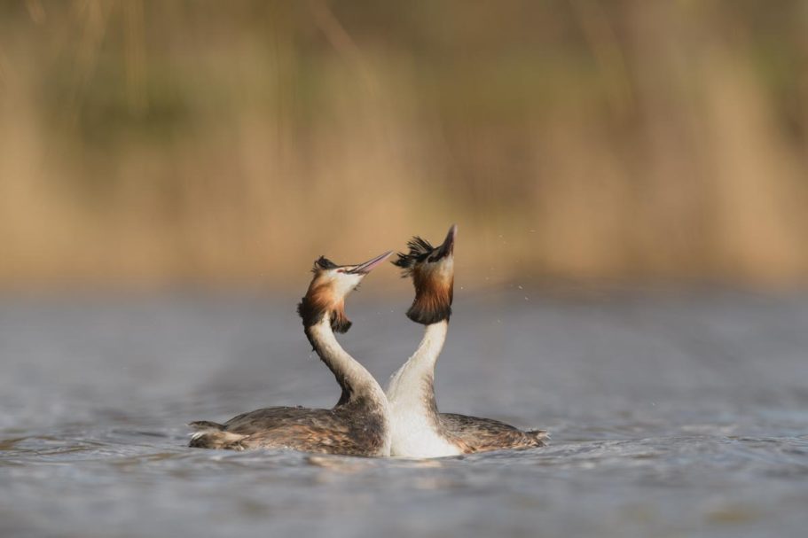 balzende Haubentaucher