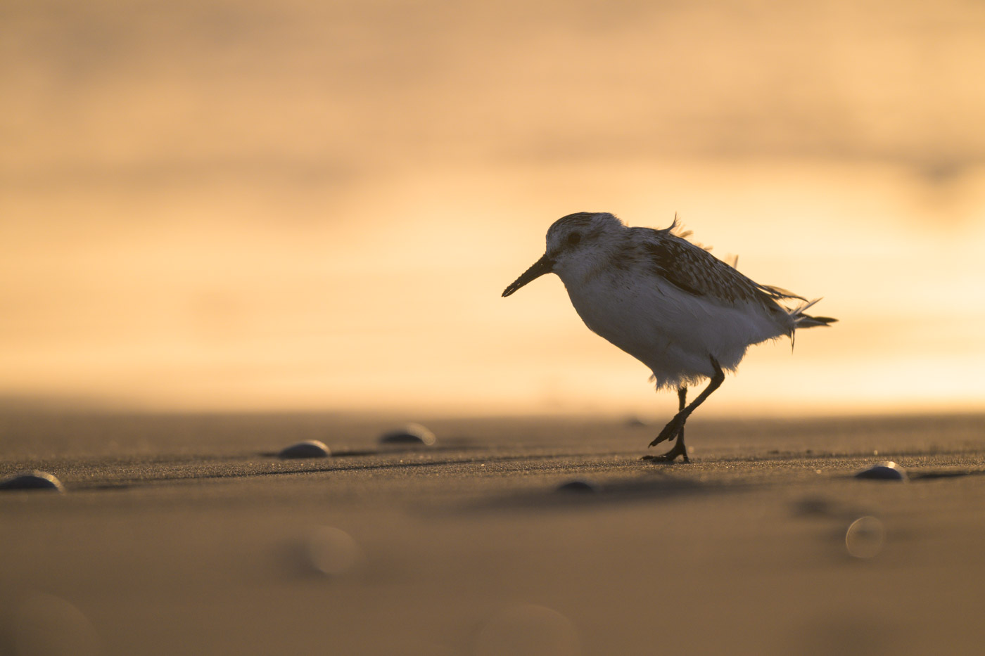 Sanderling im Gegenlicht