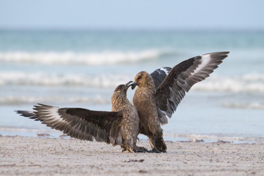 kämpfende Falkland-Skuas