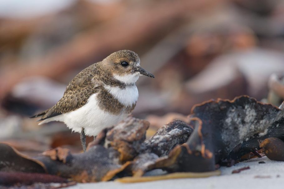 Falkland-Regenpfeifer im Tang