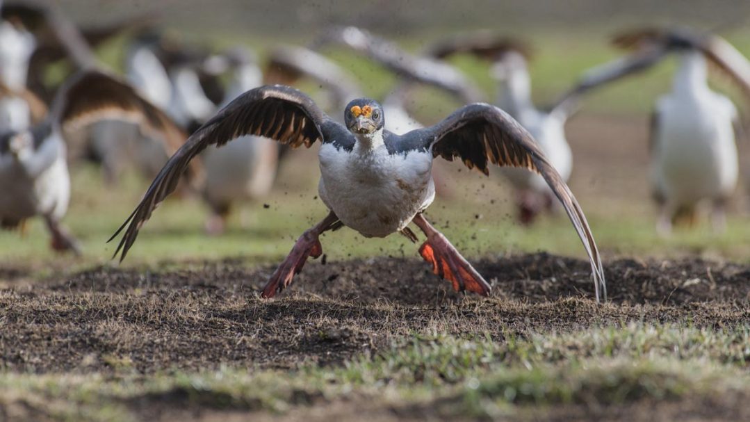 stratender Königskormoran