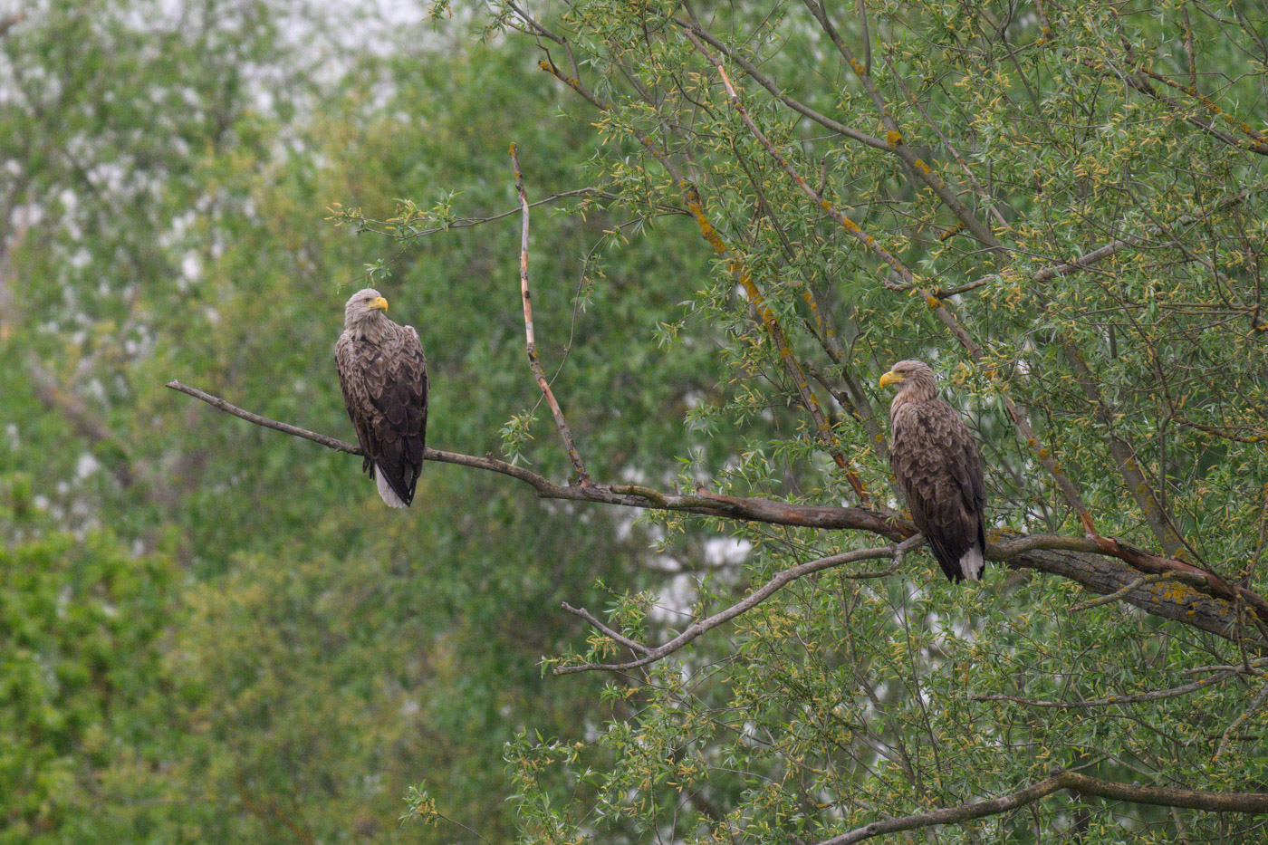 Seeadler