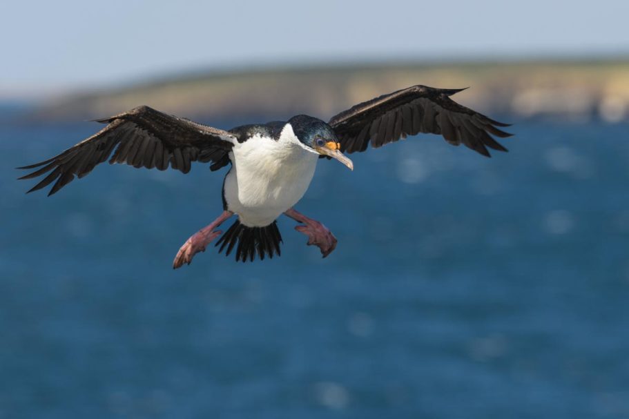 landener Königskormoran