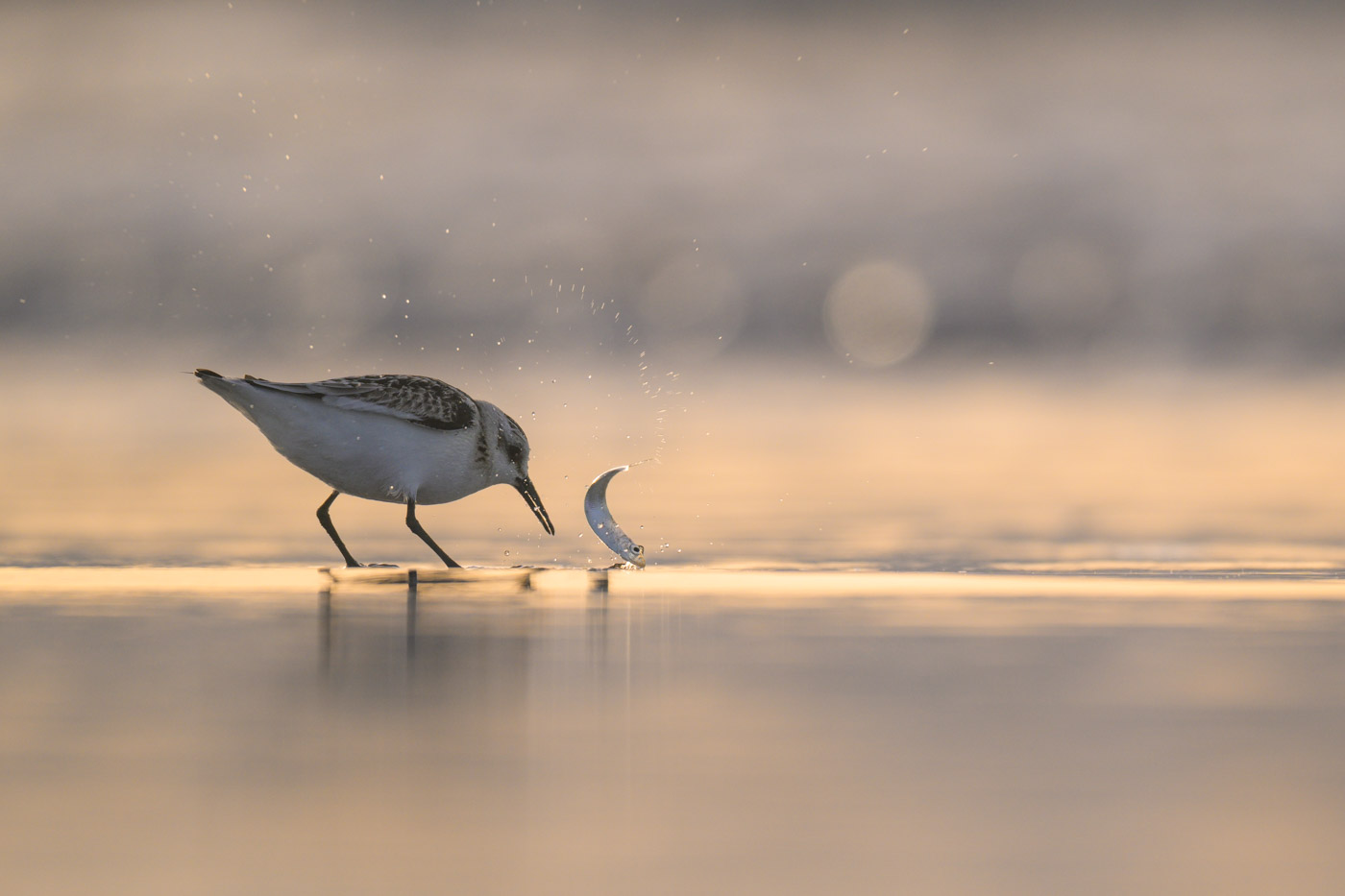 Sanderling "erkundet" einen Fisch