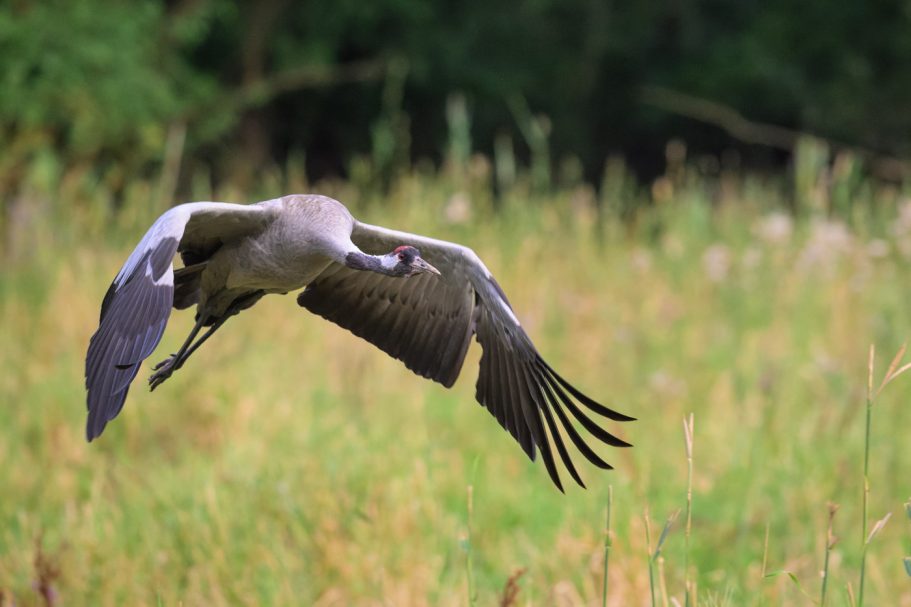 fliegender Graukranich
