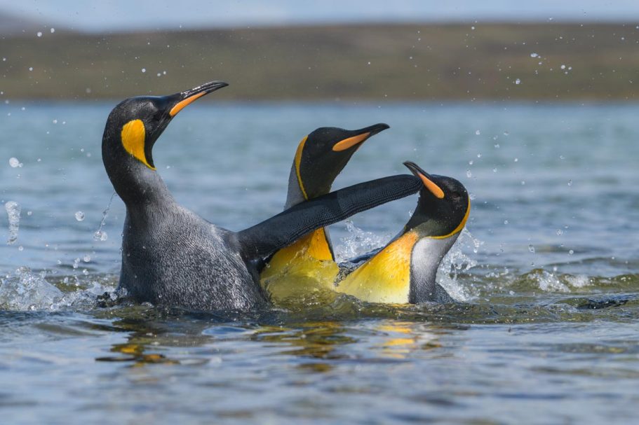 Streit zwischen Königspinguinen