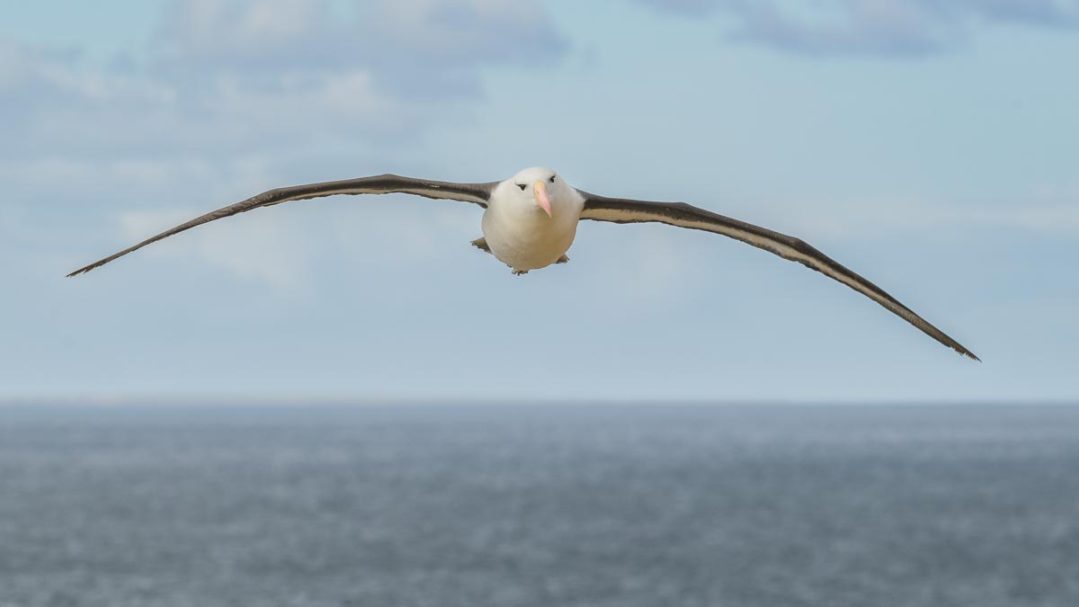 fliegender Schwarzbrauenalbatross