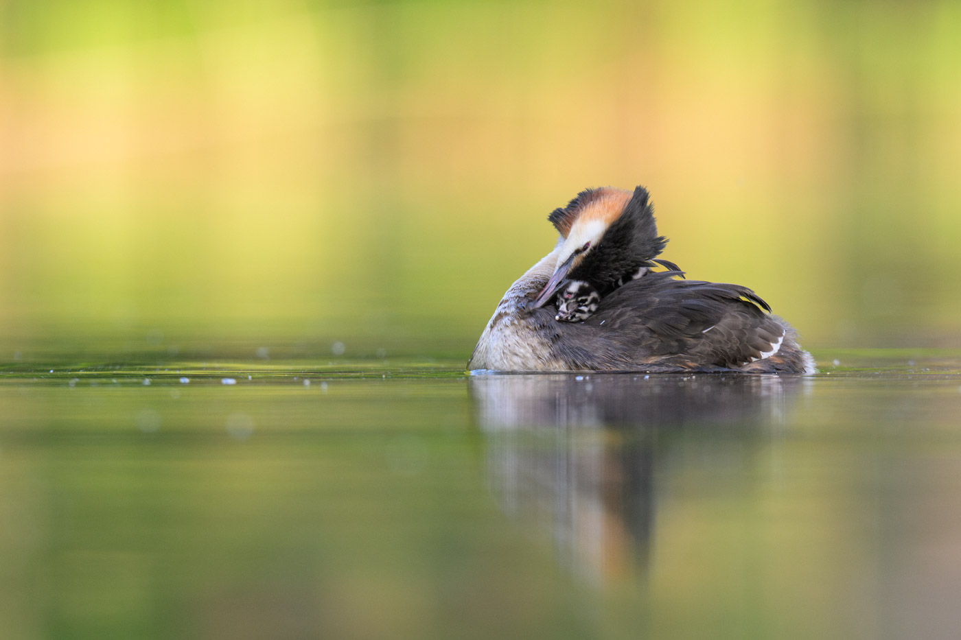 Kuschelnde Haubentaucher? - Nein, der Altvogel pflegt sein Gefieder