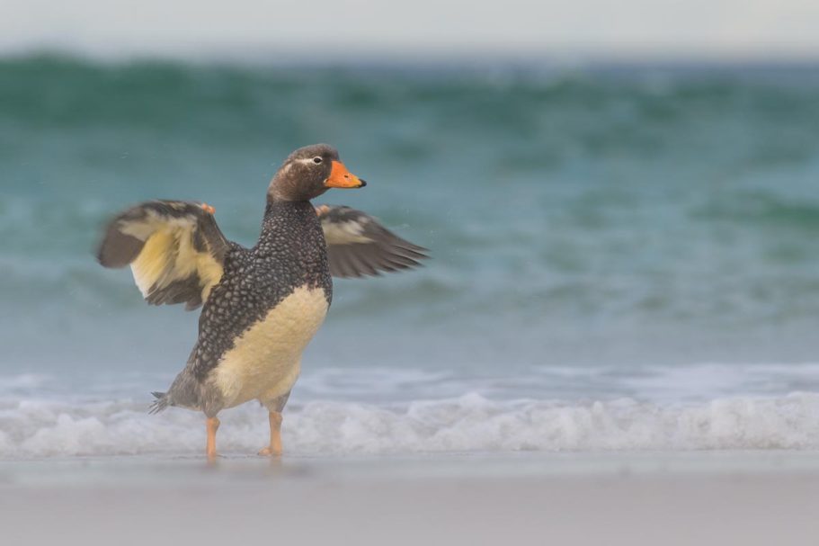 Falkland-Dampfschiffente