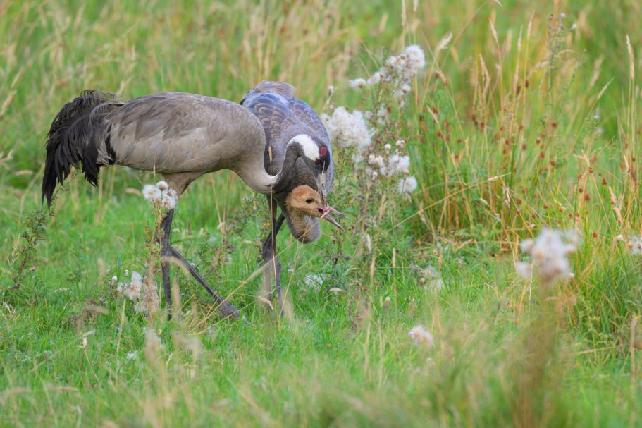 Manchmal gibt es auch Fleisch...