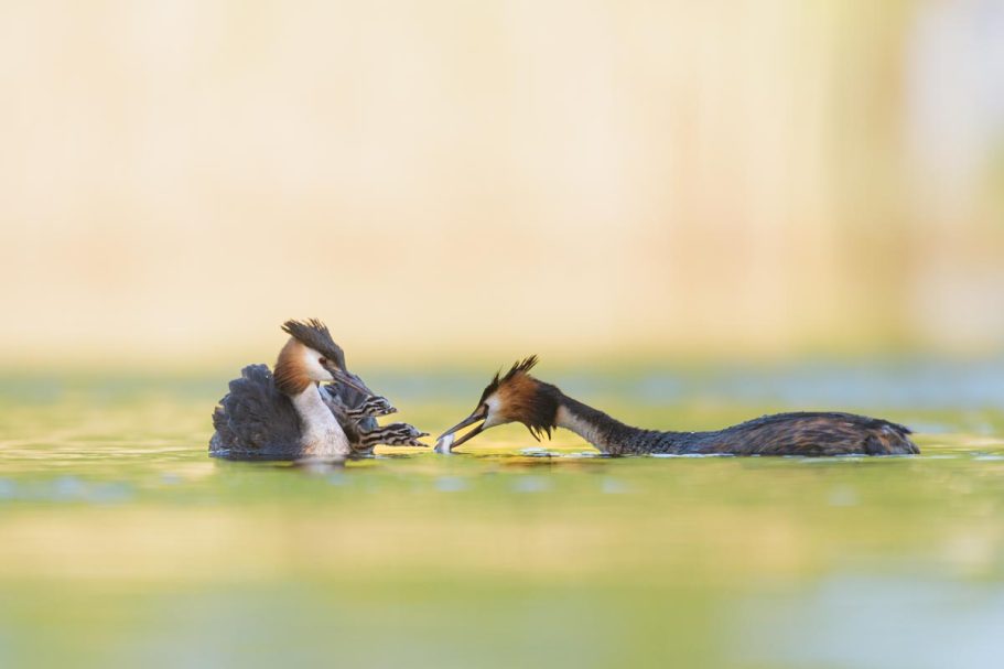 Haubentaucher bei der Fütterung