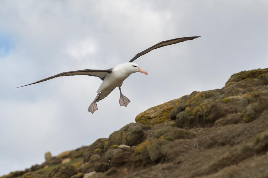 Schwarzbrauenalbatross im Landeanflug