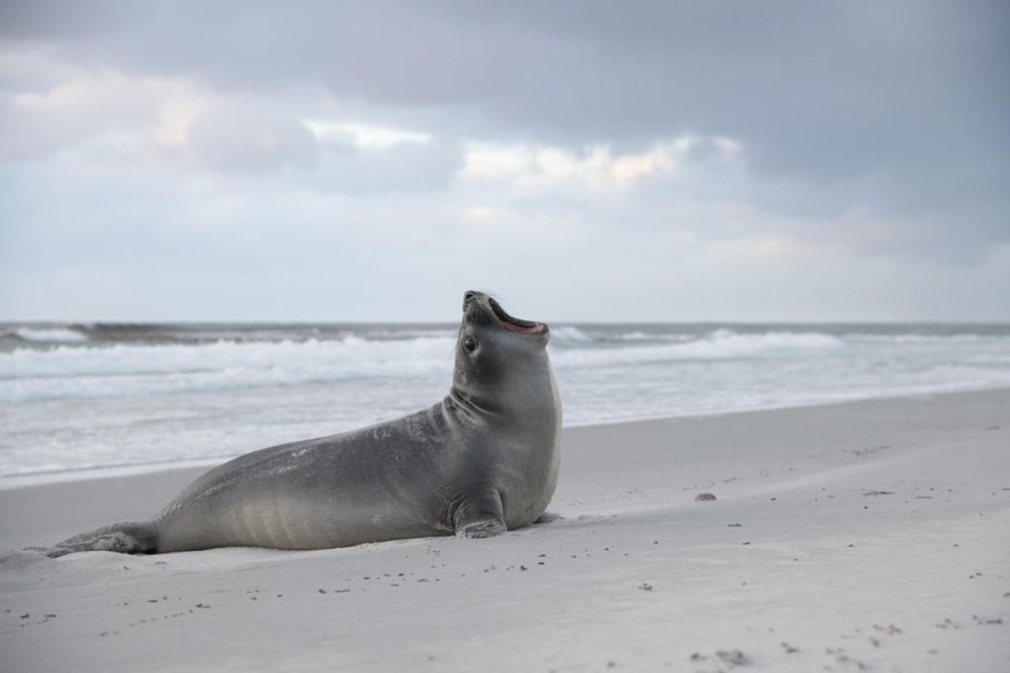 gähnender juveniler südlicher Seeelefant
