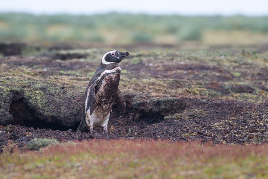 Magellanpinguin vor Erdhöhle nach dem Regen