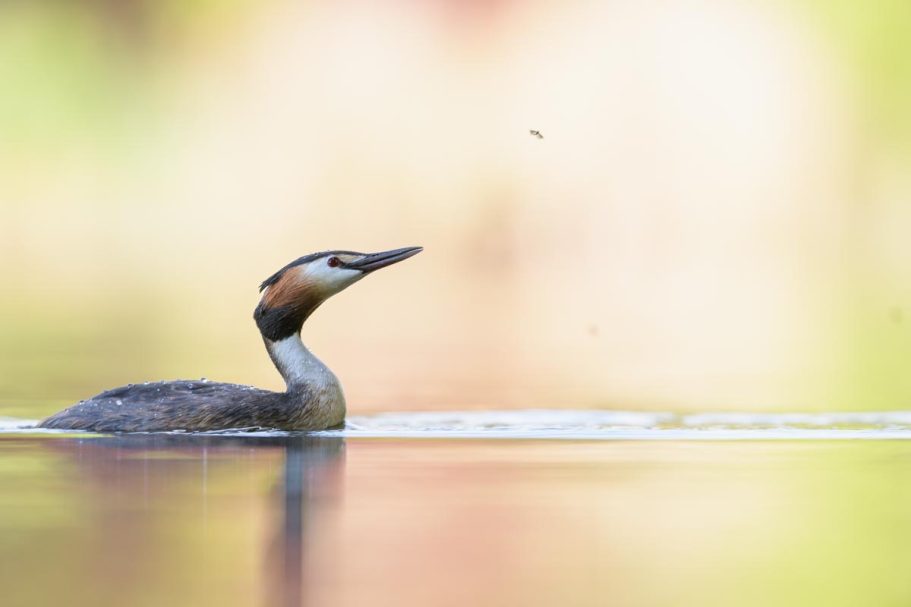 Haubentaucher auf Eintagsfliegen-Jagd