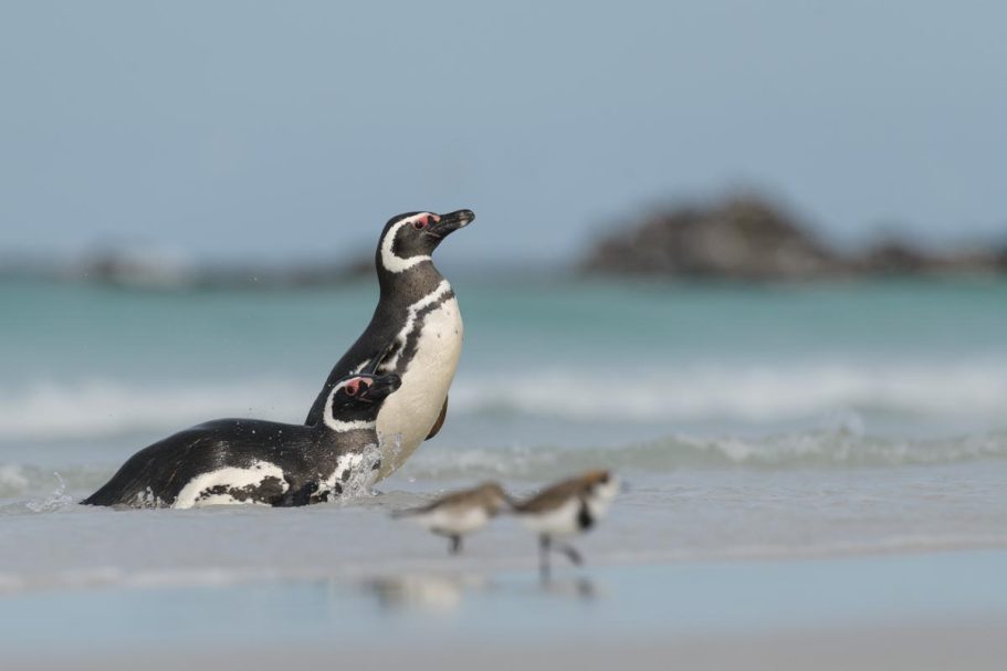 rückkehrende Magellanpinguine