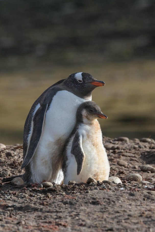 Eselspinguin mit Küken