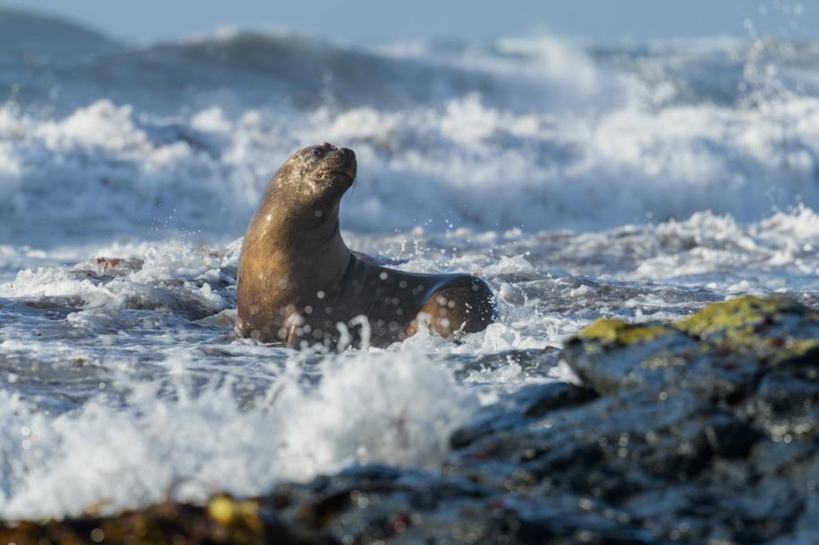 Mähnenrobbe am Strand in der Brandung