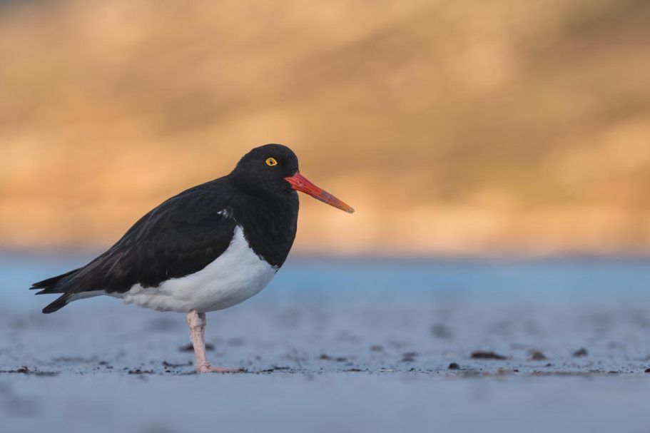 Magellanausternfischer