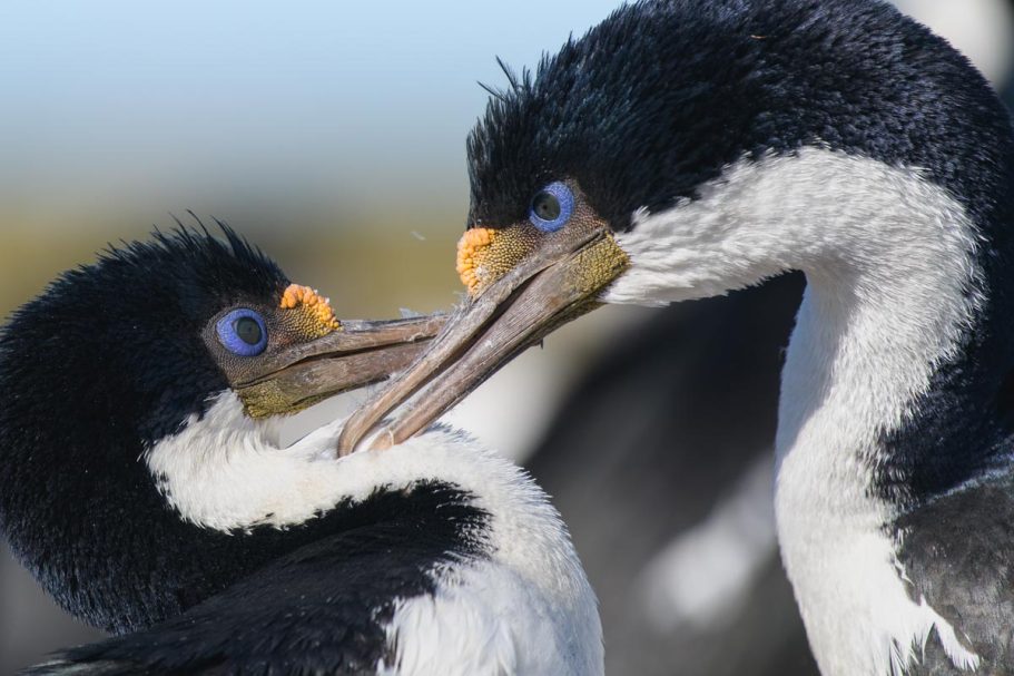 balzende Königskormorane