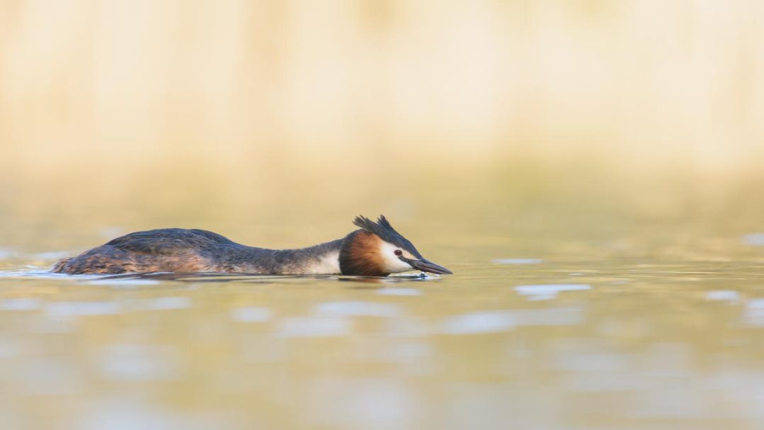 drohender Haubentaucher