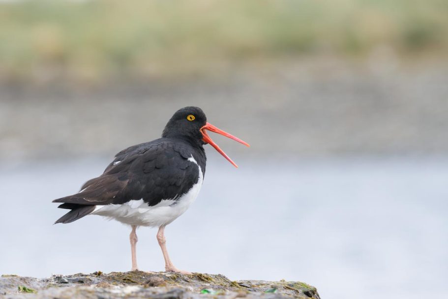 Magellanausternfischer