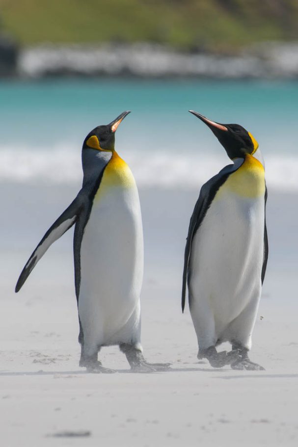 Meinungsverschiedenheit zwischen Königspinguinen
