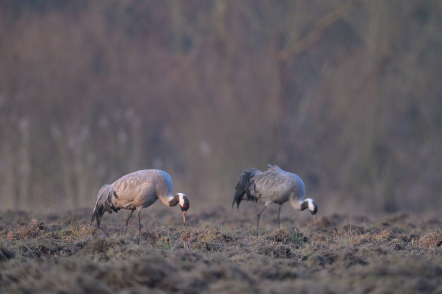 nach Nahrung suchende Kraniche
