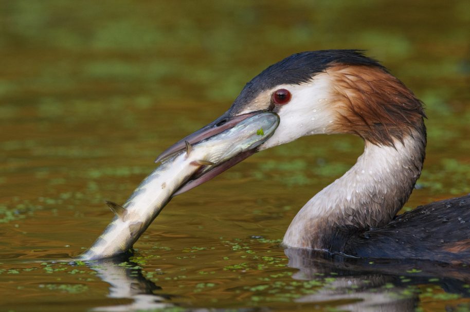 Portrait eines Haubentauchers mit einem großen Fisch