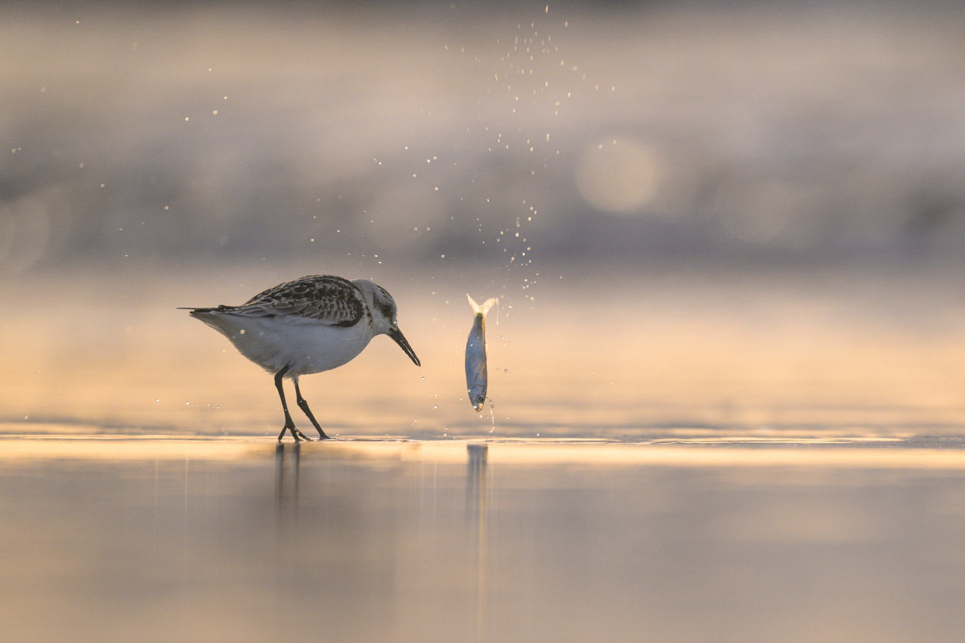 Sanderling "erkundet" einen Fisch