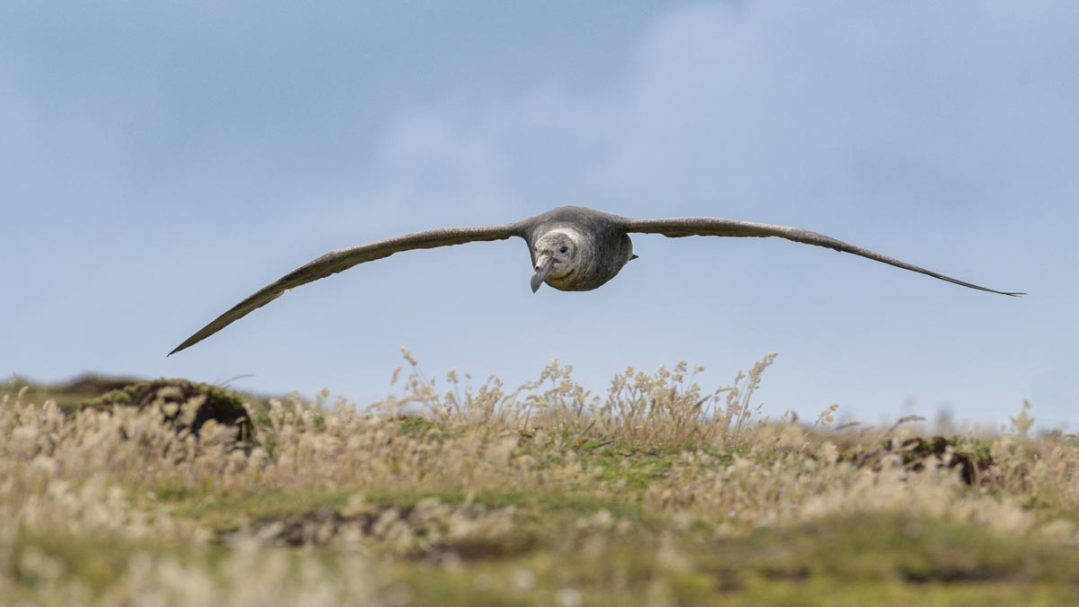 über den Grund gleitender Riesensturmvogel
