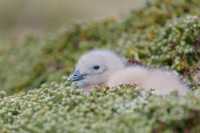 Falkland-Skua Küken