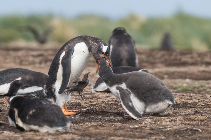 ... dann muss man halt nachhelfen...