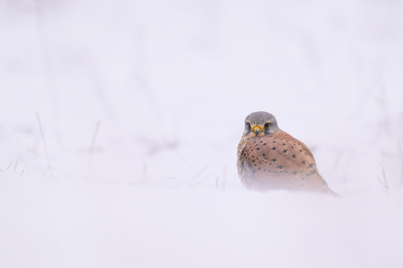 Turmfalke im Schnee