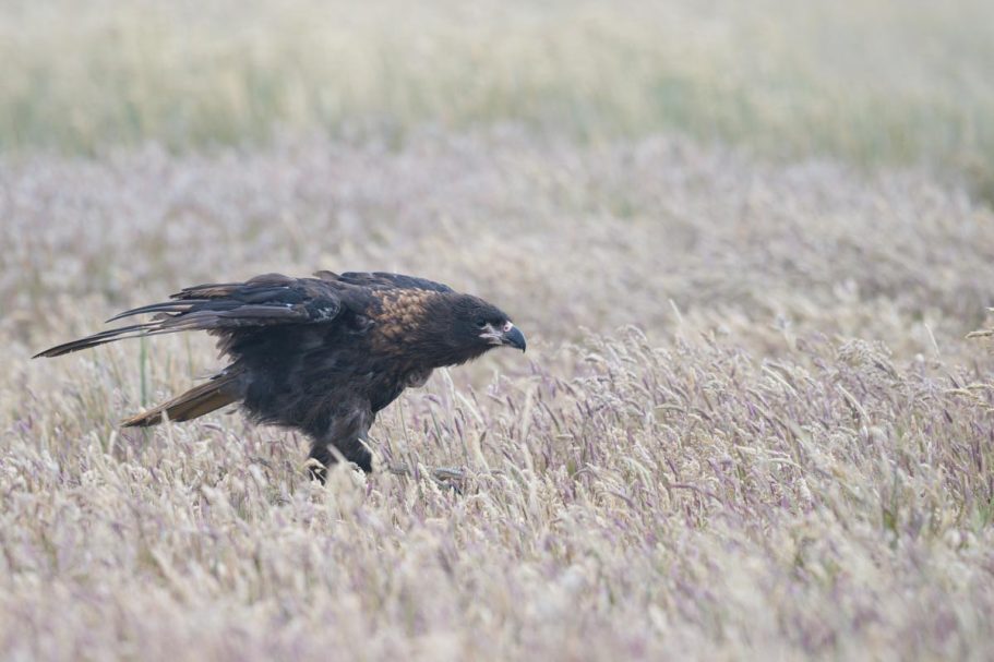 laufender Falkland-Karakara