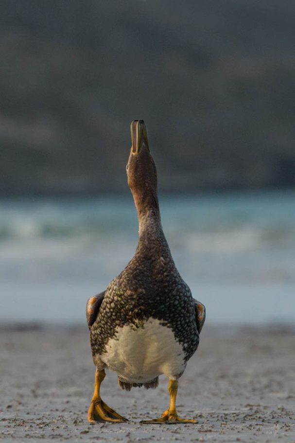 drohende Falkland-Dampfschiffente