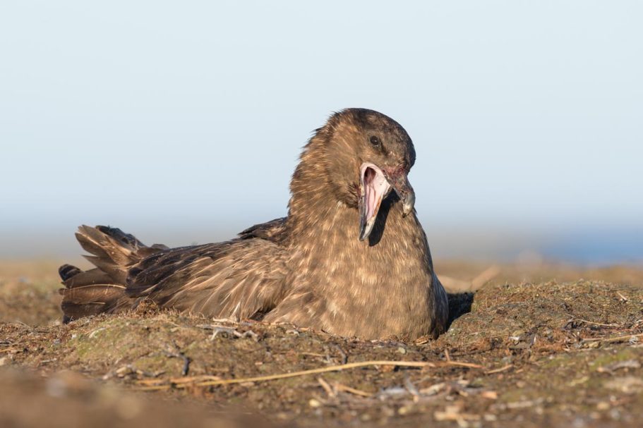 gähnender Falkland-Skua