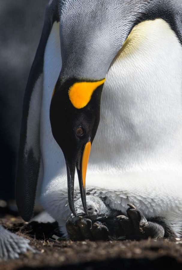 Königspinguin mit Küken