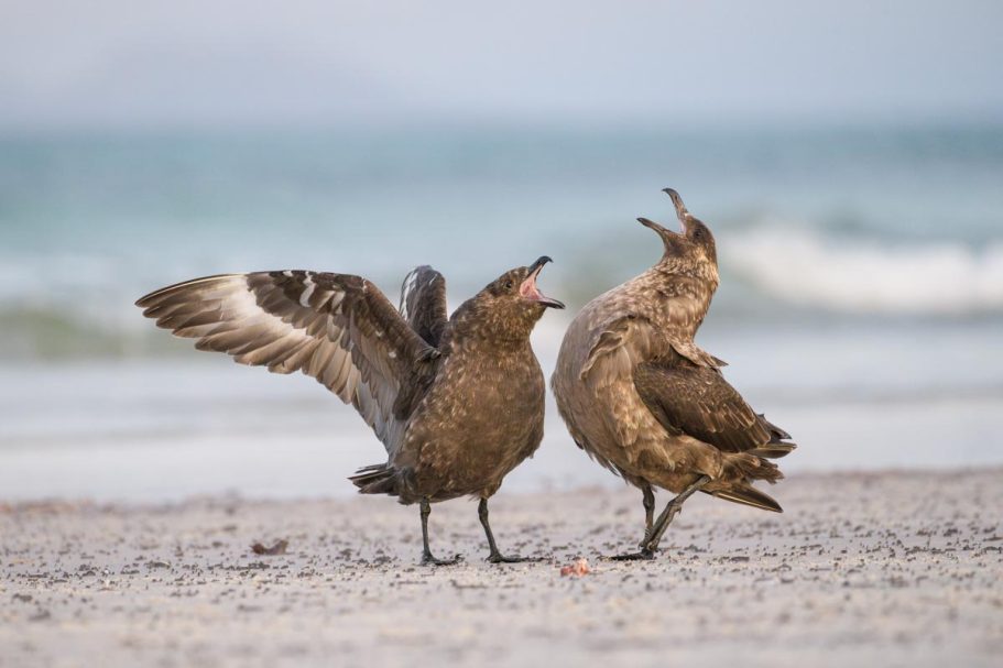 balzende Falkland-Skuas
