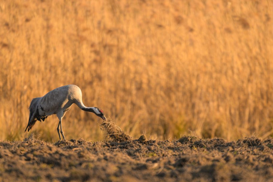 nach Nahrung suchender Kranich