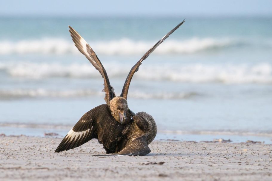kämpfende Falkland-Skuas