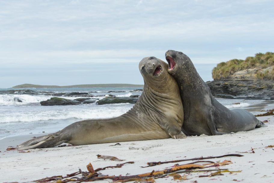 rangelnde südliche Seeelefanten