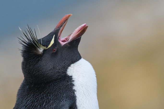 Felsenpinguin Portrait