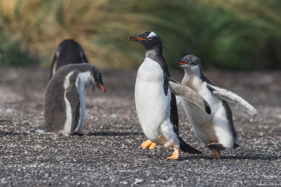 Verfolgungsjagd vor der Fütterung