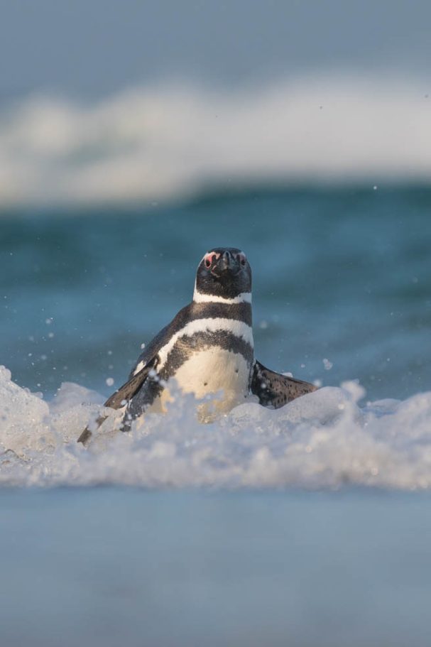 Magellanpinguin in der Brandung
