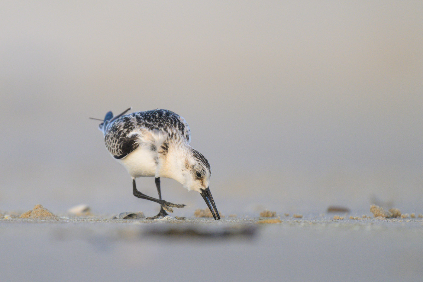 Sanderling auf Nahrungssuche
