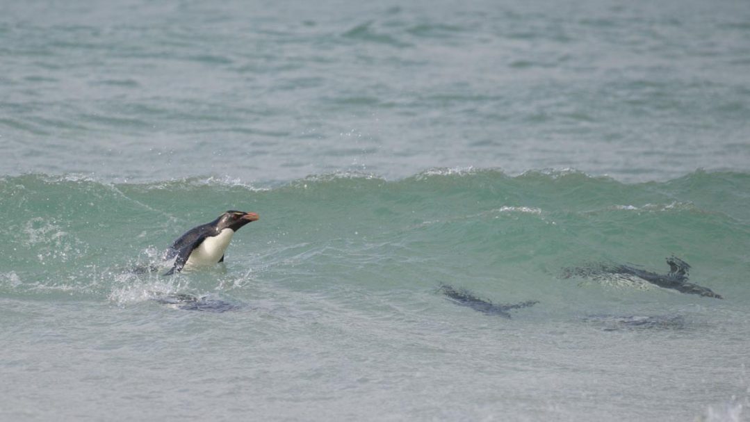 aus dem Wasser springender Felsenpinguin