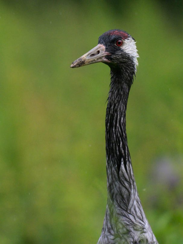 durchnässter Graukranich